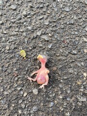 chicken on the ground