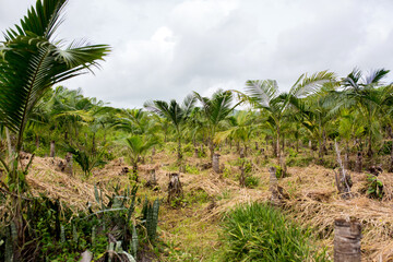 Fototapeta na wymiar Palm trees on Mauritius island, scenic landscape