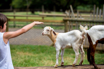 Fototapeta premium Preschool boy, petting little goat in the kids farm. Cute kind child and baby goat