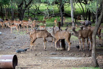 Herd of antilopes impala in the field