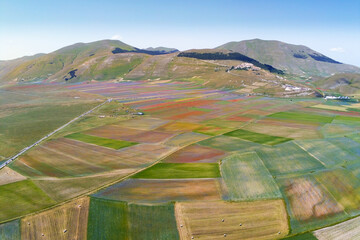 Flowering on the plain of Castelluccio di Norcia in Umbria Italy