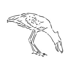 Hand drawn sketch style shoebill. Vector illustration isolated on white background.