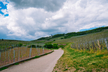 Extensive vineyards in the Rheingau region of Germany, famous for its "Riesling" white wines