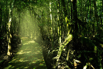 dark green nature mangrove swamp forest
