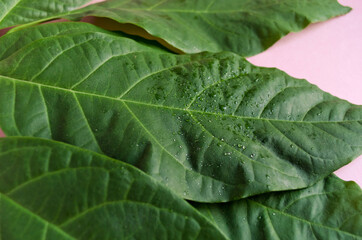 Fresh green Avocado leaves on a pink background