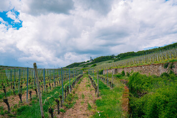 Fototapeta na wymiar Extensive vineyards in the Rheingau region of Germany, famous for its 