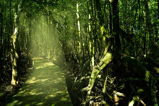 Dark Green Nature Mangrove Swamp Forest