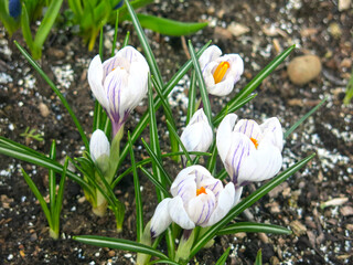 white-purple crocus with a yellow center blooms in spring