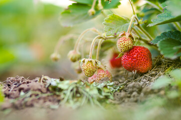 garden strawberry, rural scene