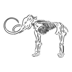 Dinosaur Skull. Drawing Of T-Rex Skull dinosaur skeleton vector