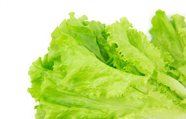 Green leaf salad on white background isolated