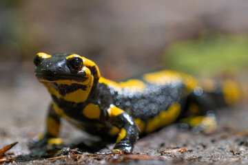 Ein Feuersalamander auf dem Waldweg