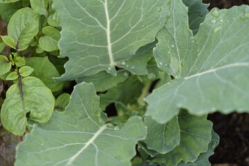 Kohlrabi pflanze im Beet