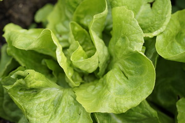 Wechselfrucht  im Garten 