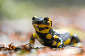 Ein Feuersalamander auf dem Waldweg