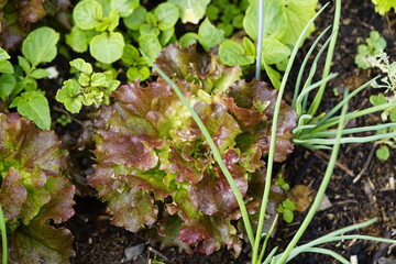 Wechselfrucht  im Garten 