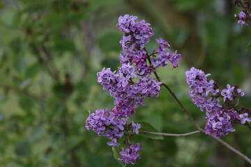 Branch of lilac flowers with the leaves