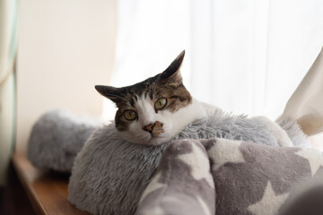 窓辺でくつろぐ猫　キジトラ猫