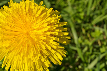 Nature explosion in spring in the Basque Country