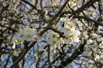 Nature explosion in spring in the Basque Country