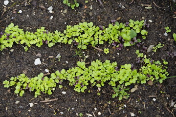 chinesischer Salat im Garten am wachsen