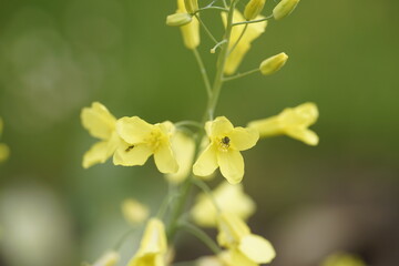 der Blumenkohl blüht