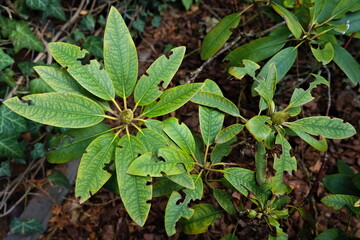 Rhododendron's leaves damaged by the disease in the spring garden 