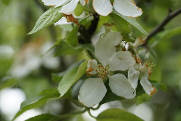 eine Apfelbaumblüte