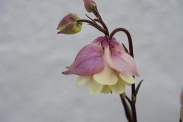 verschiedene Arten und Farben von Akeleien