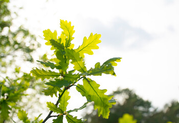Spring, young oak leaves, against the background of the bright sun and sky