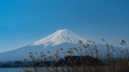 富士山とすすき