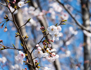 Fototapeta premium 桜