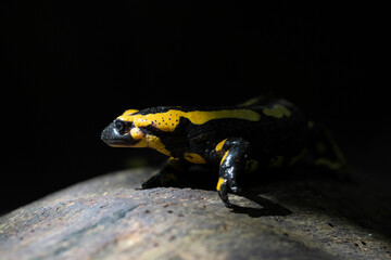 Ein Feuersalamander im Focus auf einen toten Baum im Schein der Sonne vor dunklen Hintergrund