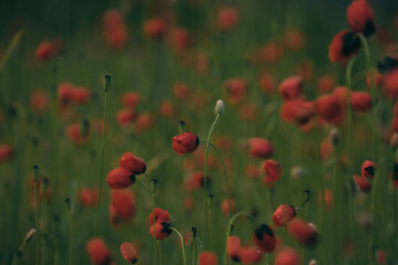 Fototapeta premium field of poppies