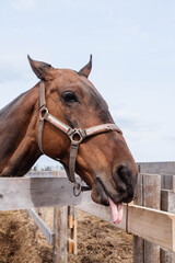 Brown horse is showing the tongue