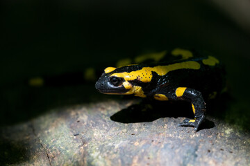 Ein Feuersalamander im Focus auf einen toten Baum im Schein der Sonne vor dunklen Hintergrund