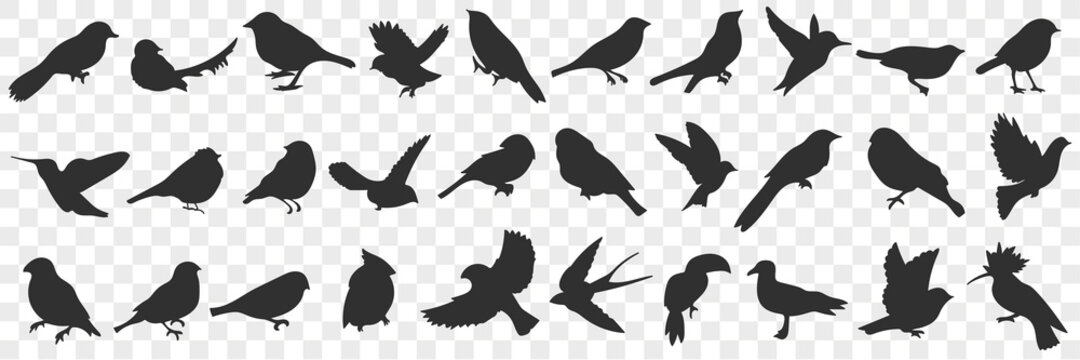 Silhouettes of birds doodle set. Collection of hand drawn various black silhouettes of flying sitting birds with wings in rows isolated on transparent background 