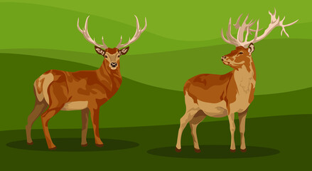 Obraz na płótnie Canvas set of female and male deer. Deer brown or red deer. Wild animals of Europe, America and Scandinavia. Vector illustration of a young sika deer grazing in a forest glade