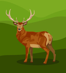 Female and male deer. Deer brown or red deer. Wild animals of Europe, America and Scandinavia. Vector illustration of a young sika deer grazing in a forest glade