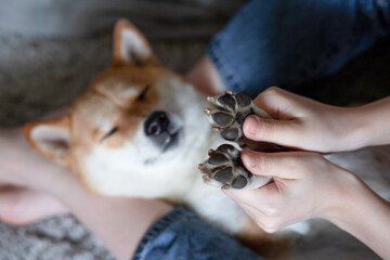 Women's hands hold the paws of a sleeping dog Shiba Inu. Close-up. Trust, calm, care, friendship,...