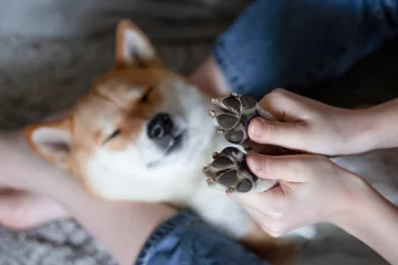 Women's hands hold the paws of a sleeping dog Shiba Inu. Close-up. Trust, calm, care, friendship, love concept. Happy cozy moments of life.  © Елена Швецова