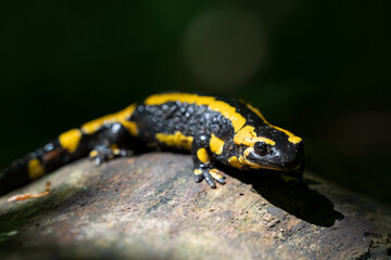 Ein Feuersalamander im Focus auf einen toten Baum im Schein der Sonne vor dunklen Hintergrund
