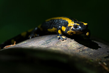 Ein Feuersalamander im Focus auf einen toten Baum im Schein der Sonne vor dunklen Hintergrund