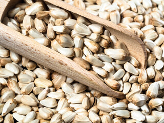 scoop on pile of Safflower seeds closeup