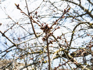 Fototapeta na wymiar buds on cherry tree closeup on sunny spring day