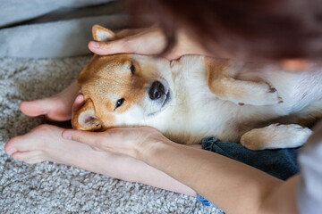 A woman petting a cute red dog Shiba inu, lying on her feet. Close-up. Trust, calm, care, friendship, love concept. Happy cozy moments of life. 