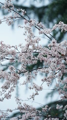 The beautiful blossoms blooming in the park in spring