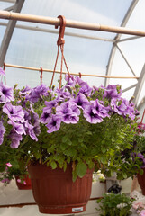 Violet Petunia potted plant hanging in a green house in nursery garden in Vladimir oblast, Russia. Gardening, farming, seeding, plants, flowers, unpaved, potted plant,summer, perspective