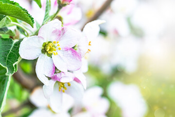 Flowering apple trees in the garden. White flowers of an apple tree in the rays of the sun.