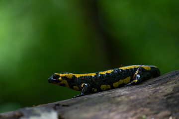 Ein Feuersalamander auf einen umgestürten Baum vor grünen Hintergrund